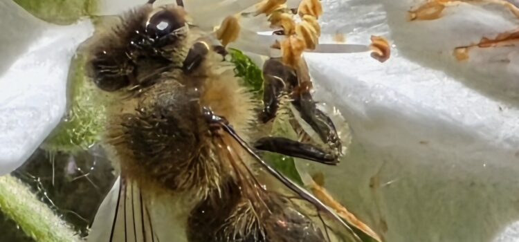 Nyslungad honung till midsommar!